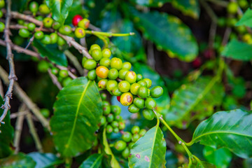 Coffee beans ripening on tree in Costa Rica.