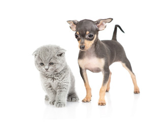 puppy toy Terrier and kitten Scottish breed on white background