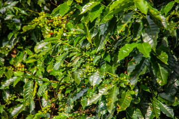 Coffee beans ripening on tree in Costa Rica.