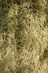 Spanish Moss, suitable as background