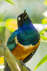 African starling singing in a tree