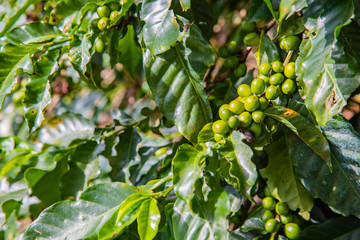 Coffee beans ripening on tree in Costa Rica.