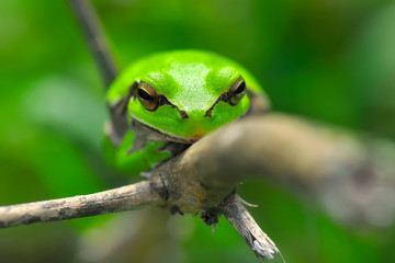 Europaean tree frog Hyla arborea from water onto dry reed-mace leaf in natural background