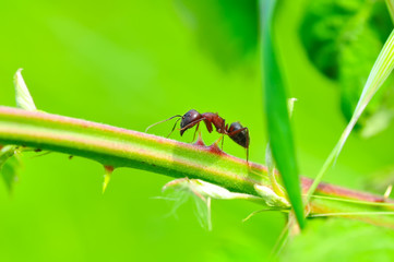 Beautiful Strong jaws of red ant close-up