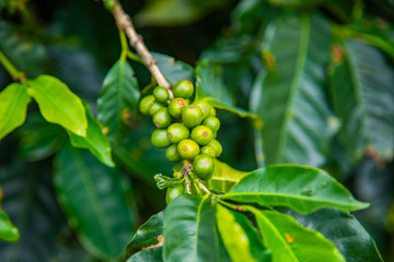 Coffee beans ripening on tree in Costa Rica.