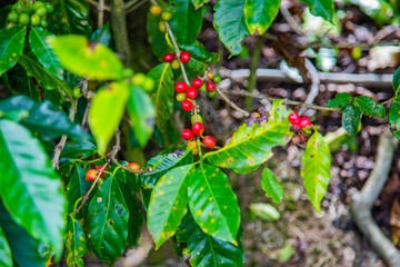 Coffee beans ripening on tree in Costa Rica.