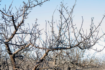 Crooked tree branches without leaves on a background of blue sky, late autumn. Dry tree branches autumn landscape and sky.