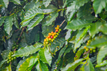 Coffee beans ripening on tree in Costa Rica.