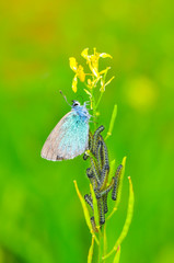 Closeup beautiful butterfly sitting on the flower.