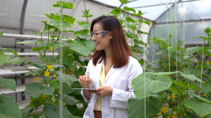 Woman science researching in hydro melon farm