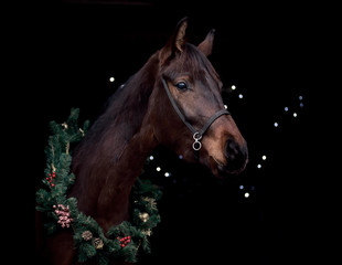 Fototapeta premium The bay horse on a black background in Christmas decoration