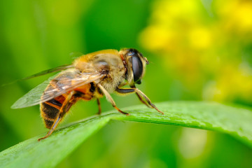Image of bee or honeybee on yellow flower collects nectar. Golden honeybee on flower pollen with space blur background for text. 