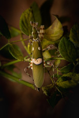 MACRO PORTRAIT PHOTO OF PRATING MANTIS