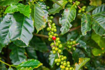 Coffee beans ripening on tree in Costa Rica.