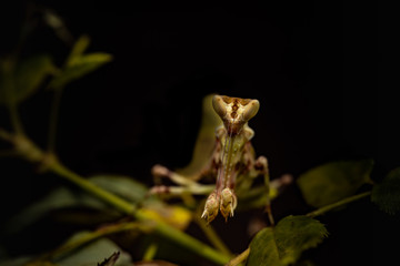 MACRO PORTRAIT PHOTO OF PRATING MANTIS