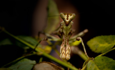 MACRO PORTRAIT PHOTO OF PRATING MANTIS