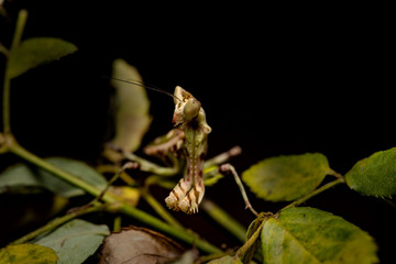 MACRO PORTRAIT PHOTO OF PRATING MANTIS