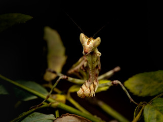 MACRO PORTRAIT PHOTO OF PRATING MANTIS