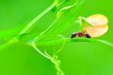 Beautiful Strong jaws of red ant close-up