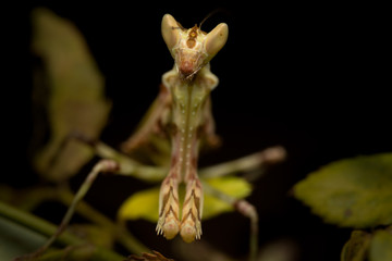 MACRO PORTRAIT PHOTO OF PRATING MANTIS
