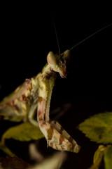 MACRO PORTRAIT PHOTO OF PRATING MANTIS