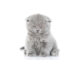 newborn scottish kitten sleeping. isolated on white background