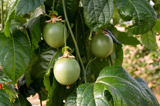 frutos verdes de maracuy&aacute; en una plantaci&oacute;n