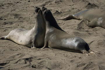 Pair of Northern Elephant Seals on the beach, California
