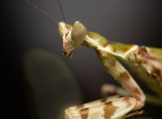 MACRO PORTRAIT PHOTO OF PRATING MANTIS