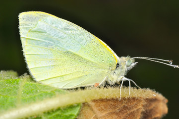 Closeup beautiful butterfly sitting on the flower.
