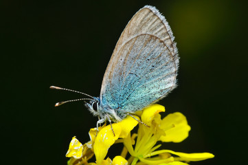 Closeup beautiful butterfly sitting on the flower.
