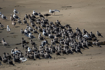 Flock of seagulls on the beach, California