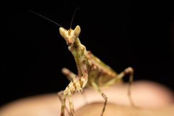 MACRO PORTRAIT PHOTO OF PRATING MANTIS