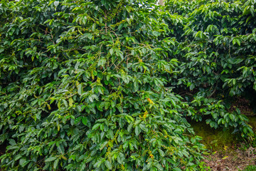 Coffee beans ripening on tree in Costa Rica.