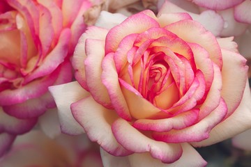 Nahaufnahme einer Rose in weiss und rosa