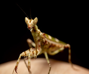 MACRO PORTRAIT PHOTO OF PRATING MANTIS