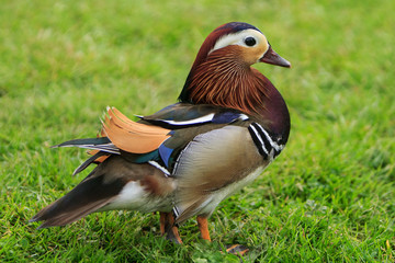 mandarin duck