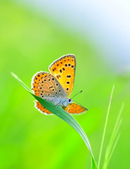 Closeup beautiful butterfly sitting on the flower.