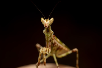 MACRO PORTRAIT PHOTO OF PRATING MANTIS