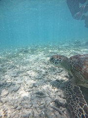 Obraz premium Sea turtle 