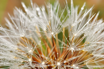 Dandelion seeds close up blowing in green background