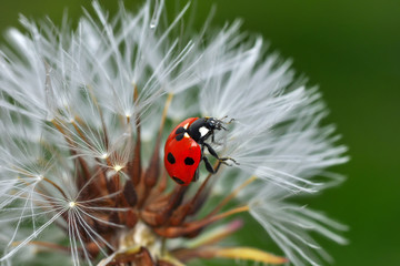 Beautiful ladybug on leaf defocused background