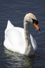 Fototapeta premium swan on the lake