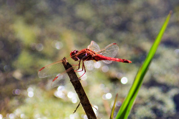 red dragonfly on a branch