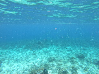 Fototapeta na wymiar School of fish in blue water