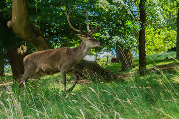 Obraz premium deer in the forest