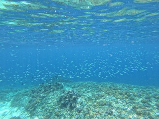 Fototapeta na wymiar School of fish in blue waters