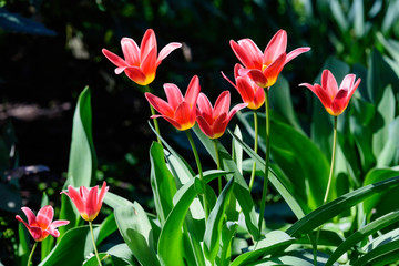 Close up of many delicate red tulips in full bloom in a sunny spring garden, beautiful  outdoor floral background
