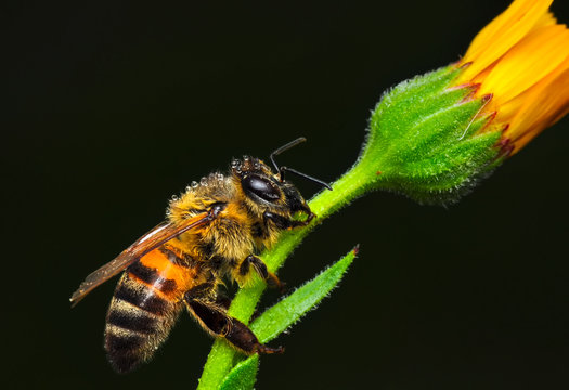 Image of bee or honeybee on yellow flower collects nectar. Golden honeybee on flower pollen with space blur background for text. 