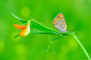 Closeup beautiful butterfly sitting on the flower.
